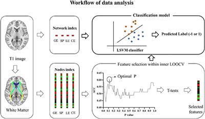 Progressive Brain Degeneration From Subjective Cognitive Decline to Amnestic Mild Cognitive Impairment: Evidence From Large-Scale Anatomical Connection Classification Analysis